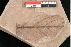 Foto (Detailansicht) von Rhytisma feroniae Ettingshausen (NHMW-GEO-2024-0188-6393)